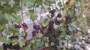 Аметист новочеркаский. Состояние на 15 октября 2022г.