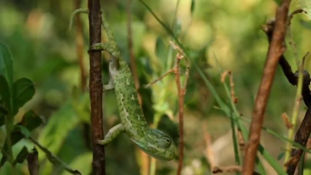 Хамелеоны Кипр смотреть онлайн