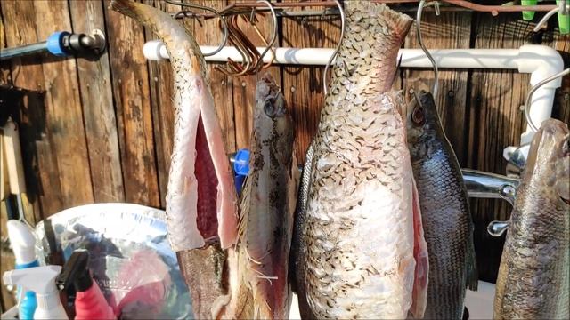 Рыба горячего копчения. Пелядь(сырок),камбала копчёная.Коптим на даче.