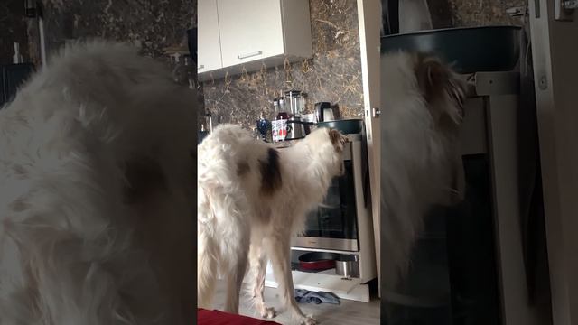 Когда в духовке лежит вкусняшка😂 #borzoi #dog #doglover #борзая #русскаяборзая #собаки #greyhound