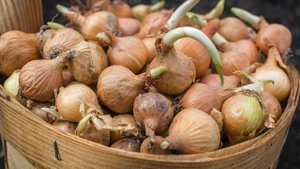 Решила проблему с гнилью лука при зимовке очень простым способом