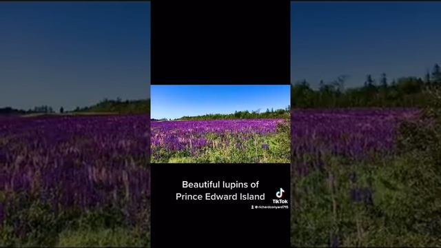 Lupin Fields , PEI