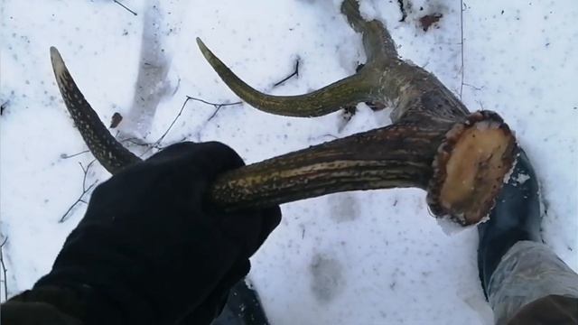 рога оленя 2022, Zrzuty jeleni 2022, deer antlers 2022