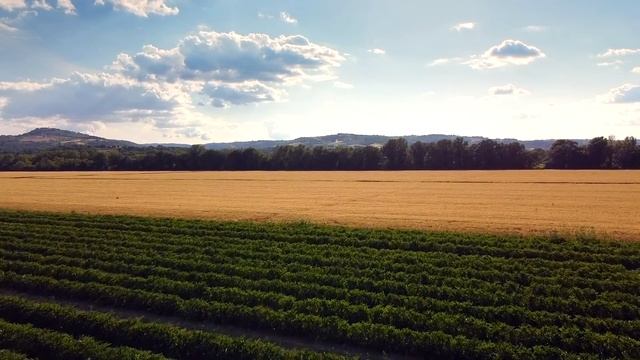 Распахивая поле, тракторист, с изумлением,увидел волчью стаю, окружившую дощатый ящик,из которого.. смотреть онлайн