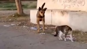 Кошка защищает своего друг Собака от опасности