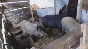 Кармалы. свиньи. поросята. свиноматки. хряки. мясо и сало. живой вес  Харьков