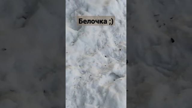 Белочка , Сибирь , зима 2022.