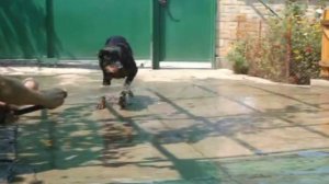 Ротвейлер атакует...