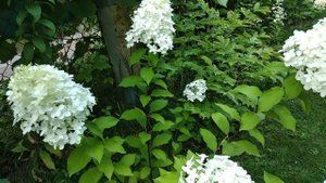 65. Обзор высокорослых метельчатых гортензий. Август 2021