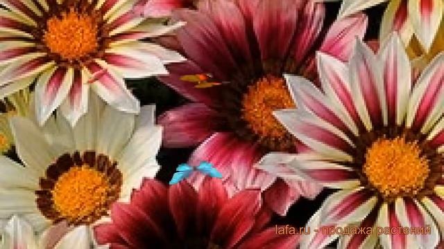 Газания обыкновенная Стравберри Шорткейк микс ? обзор: как сажать, семена газании смотреть онлайн
