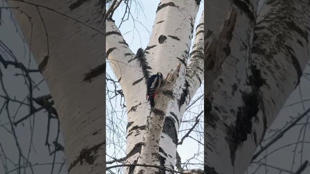 В парк Покровское-Стрешнево пришла весна.