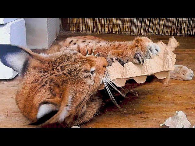 Рысь Марс уничтожает лотки для яиц и бодается! Mars Lynx shredding a carton of eggs!