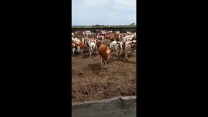 Животные Голштинской породы красно пестрой масти