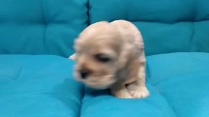 Мальчик Американский кокер спаниель 1 месяц