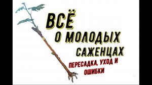 Все о молодых саженцах: пересадка, уход, ошибки