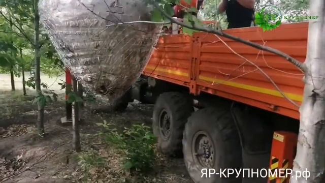 Крупномеры. Пересадка красного дуба. Упаковка и погрузка.