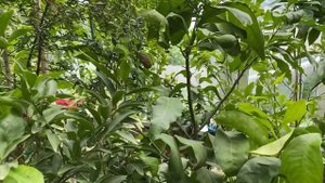 Тем временем в "Домике для цитрусов" и вокруг