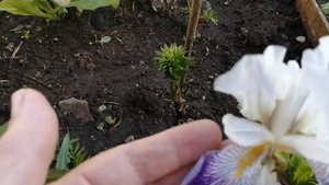 №292 Расцвел новенький ирис.