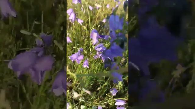 Колокольчик круглолистный, Campanula