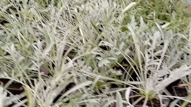 Рассада померзла на Алтае. Кому черенки? Самовывоз. Какие дела? смотреть онлайн