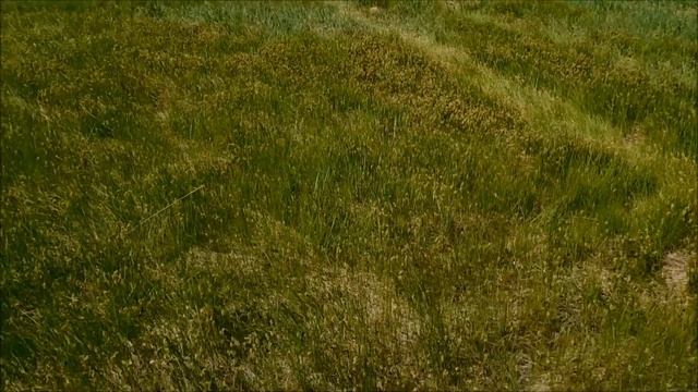 Река Тур - приток Припяти. Красивейшее место! смотреть онлайн