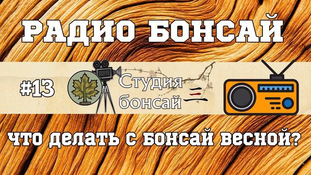 Что делать с бонсай весной? / Радио подкаст - Павел Горбачев