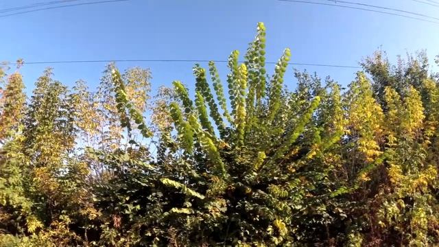 Народный праздник Феофан Милостивый. 12 октября.