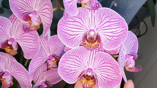 Цветёт мой ЛЮБИМЧИК? Орхидея "Бухарест" смотреть онлайн