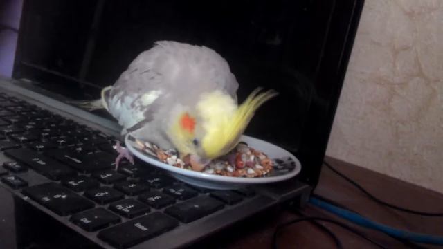 Полутора месячный птенец кореллы смотреть онлайн