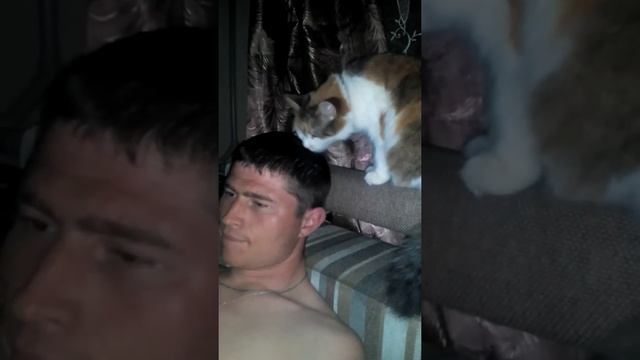 Кошка облизывает голову. Купаем мужа))) смотреть онлайн