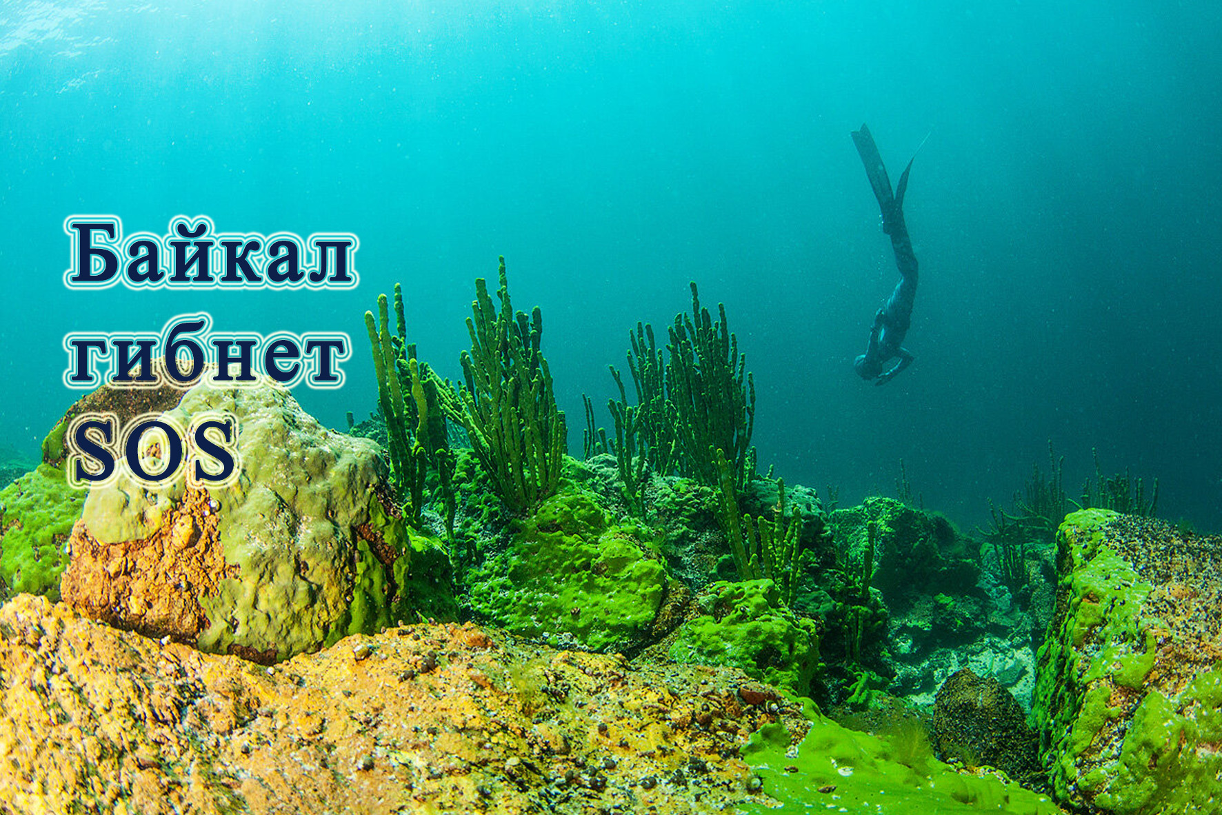 Уникальный мир байкала. Подводный мир озера Байкал. Озеро Байкал дно Байкала. Водоросли диатомеи Телецкого озера. Водоросли озера Байкал.