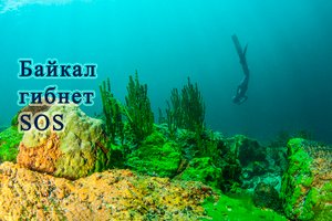 Байкал гибнет, SOS...