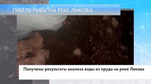 Гибель рыбы на реке Ликова