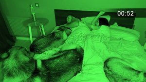 ЧТО делают Собаки, Когда МЫ СПИМ? СКРЫТАЯ КАМЕРА!