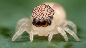 Поймали Самого Большого Паука в Мире