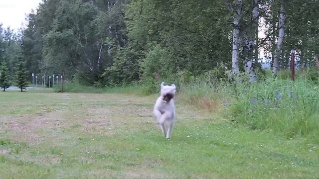 Canon 500D HD movie test (720p) смотреть онлайн