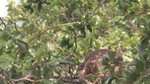 BWH20. 5/16/20. Hatch-3. Stare down the camera. Chicks hatch 5/19!