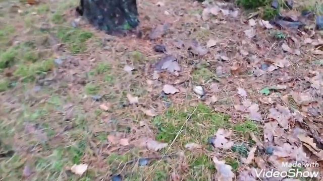Заготавливаю мох для улитки ? Ахатина
#улиткаАхатин