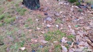 Заготавливаю мох для улитки ? Ахатина
#улиткаАхатин