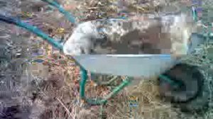 Тачка с двигателем