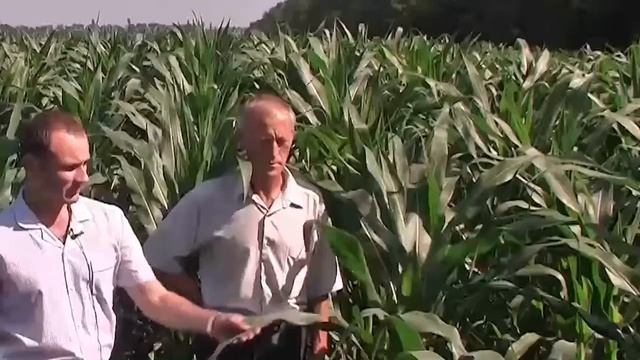 Кукуруза внесение калийно кремниевых удобрений смотреть онлайн