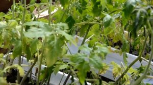 Что посадить в теплице?/Помидоры, перцы и огурцы в одной теплице!