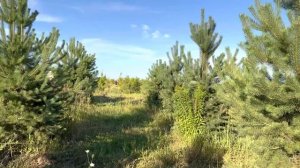 Сосна Норвежская