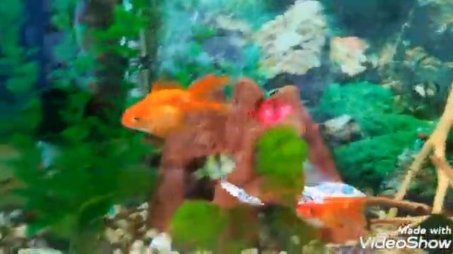 Улитка Ампулярия уход, содержание, размножение смотреть онлайн