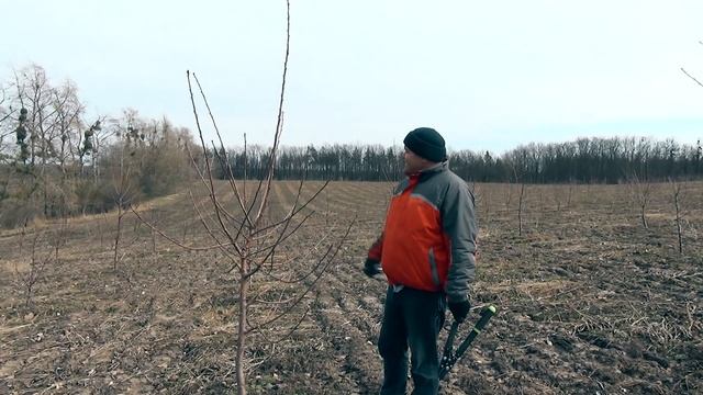 Обрезка черешни смотреть онлайн