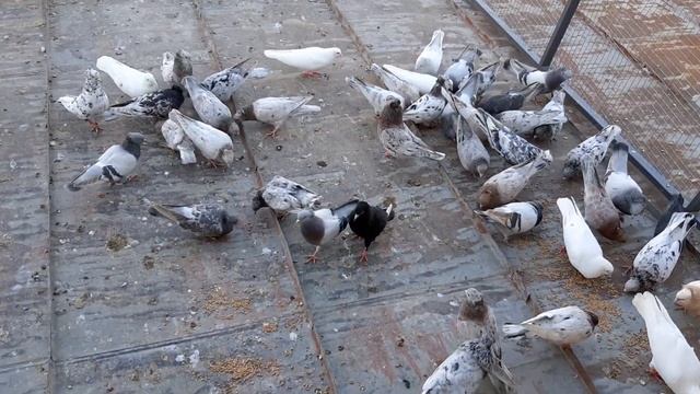 Бакинские бойные мраморные голуби смотреть онлайн