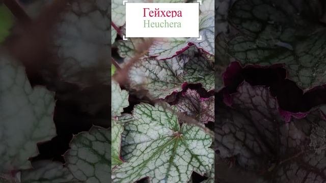 Гейхера (Heuchera).??