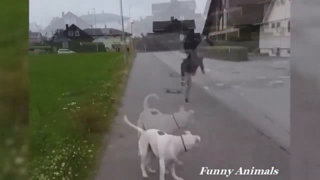 Эти Забавные Животные 2018 ! смотреть онлайн