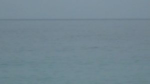 Лазаревское. Дельфины