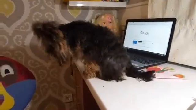 Тайная жизнь домашних животных ЙОРК Буся смотреть онлайн